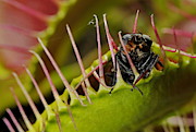 Venus Flytrap With Fly Photograph by Francesco Tomasinelli Venus Flytrap With Fly Photograph by Francesco Tomasinelli