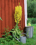 Verbascum (verbascum Sp.) Photograph by Science Photo Library
