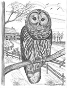 Vermont Barred Owl Drawing by Richard Wambach
