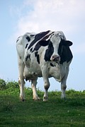 Vermont Dairy Cow Photograph by Eunice Miller
