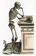 Vesalius - Skeleton, 1543 Drawing by Granger Vesalius - Skeleton, 1543 Drawing by Granger