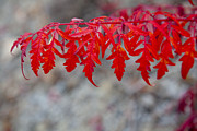 Vibrant Sumac Leaves Photograph by Laura Tucker