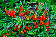 Vibrant Sweet Peppers Photograph by Andee Design