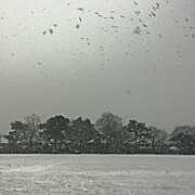 View From My Home Right Now.  Seagulls Photograph by Call Me Abbie - Abbie Shores