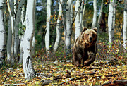 View Of A Brown Bear Moving Through Forest Photograph by Science Photo Library