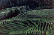View Of A Terraced Vineyard In California Photograph by Science Photo Library