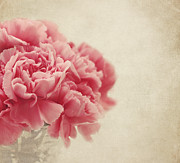 Vintage Pink Carnations Photograph by Kim Hojnacki Vintage Pink Carnations Photograph by Kim Hojnacki