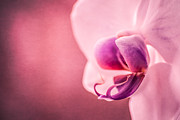 Violet Poetry Photograph by Hannes Cmarits