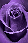 Violet Rose Photograph by Adam Romanowicz