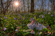 Virgina Bluebells Photograph by Robert Charity Virgina Bluebells Photograph by Robert Charity
