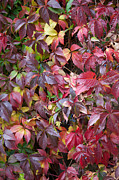 Virginia in Autumn Photograph by Mark Egerton
