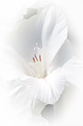Virginity Photograph by David Armstrong