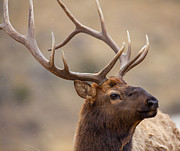 Visitor Bull Photograph by Kevin Dietrich