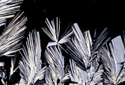 Vitamin E Crystals Photograph by Science Photo Library