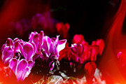 Vivid Pink and Red Flowers with Flame-like Light Leak Photograph by Beverly Claire Kaiya