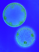 Volvox Colonies Photograph by Science Photo Library