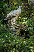 Vulture Photograph by Patrick Boening