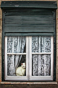 Waiting for feline Romeo Photograph by Aleksander Rotner