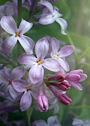 Waiting for Lilacs Photograph by Kathi Mirto