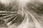 Walk in the sunny forest vintage style Photograph by Matthias Hauser