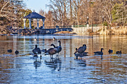 Walking On Thin Ice Photograph by Diane Macdonald