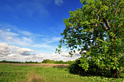 Walnut Tree In Time Of Spring Photograph by Aureliangogonea