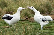 Wandering Albatross Pair Photograph by Science Photo Library