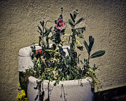 Washing Machine Planter Photograph by Ron Roberts