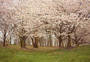 Washington DC Cherry Blossoms Photograph by Kim Hojnacki Washington DC Cherry Blossoms Photograph by Kim Hojnacki