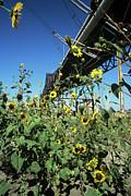 Wasteland Photograph by Science Photo Library