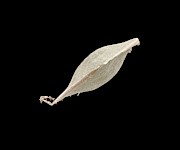 Water Flea Egg Case Photograph by Science Photo Library