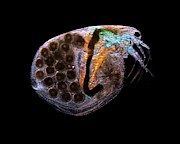 Water Flea Photograph by Science Photo Library