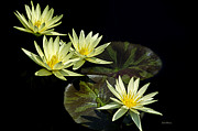 Water Lilies in Yellow Photograph by Julie Palencia