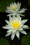 Water Lily Photograph by Jemmy Archer