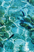 Water Meditation II. Five Elements. Healing with Feng Shui and Color Therapy in Interior Design Photograph by Jenny Rainbow