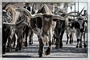 Watercolor Longhorns Photograph by Joan Carroll Watercolor Longhorns Photograph by Joan Carroll