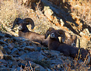 We Three Kings Photograph by Jim Garrison