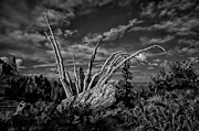 Weathered Photograph by Scott McGuire