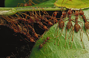 Weaver Ants Pulling On Leaves Photograph by Mark Moffett