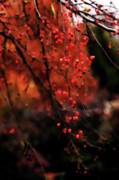 Weeping Photograph by Linda Shafer