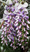 Weeping Wisteria - Spring Snow - Ice - Lavender - Flora Photograph by Andee Design