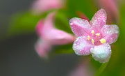 Weigela in Spring Photograph by Bernd Laeschke Weigela in Spring Photograph by Bernd Laeschke