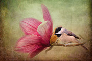 Welcome Spring Photograph by Jai Johnson