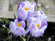 Welcoming Spring Photograph by Rory Siegel
