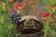 Western Box Turtle Among Lupine Photograph by Tim Fitzharris