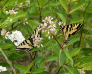 Western Tiger Swallowtail Butterflies Photograph by Ben Upham III