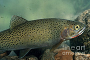Westslope Cutthroat Trout Photograph by William H. Mullins