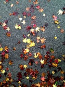 Wet autumn Photograph by Lora Lee Chapman