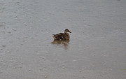 Wet Duck Photograph by Scott Lyons Wet Duck Photograph by Scott Lyons
