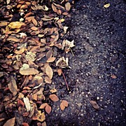 Wet Leaves In November Photograph by Nic Squirrell